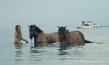 "Magie der Wildpferde", Quelle: Koryphäen Film, DIF, © catamaranfilms