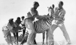 Michael Grzimek, Bernhard Grzimek (vorne, v.l.n.r.) in "Serengeti darf nicht strerben" (1959); Quelle: DFF