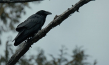 "The Whale & the Raven" (2019); Quelle: Mindjazz Pictures, DFF, © Busse & halberschmidt