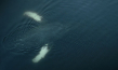 "The Whale & the Raven" (2019); Quelle: Mindjazz Pictures, DFF, © Busse & halberschmidt