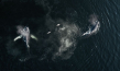 "The Whale & the Raven" (2019); Quelle: Mindjazz Pictures, DFF, © Busse & halberschmidt