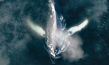 Filmplakat von "The Whale & the Raven" (2019); Quelle: Mindjazz Pictures, DFF