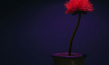 "Little Joe - Glück ist ein Geschäft" (2019); Quelle: X Verleih, DFF, © COOP99, The Bureau, Essential Films