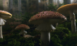 "Das geheime Leben der Bäume" (2019); Quelle: Constantin Film Verleih, DFF, © 2019 Constantin Film Verleih GmbH, nautilusfilm