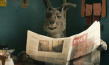 "Die Känguru-Chroniken" (2020); Quelle: X Verleih, DFF, © X Filme, X Verleih
