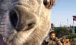 Filmplakat von "Die Känguru-Chroniken" (2020); Quelle: X Verleih, DFF