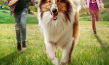 Filmplakat von "Lassie - Eine abenteuerliche Reise" (2020); Quelle: Warner Bros. Pictures Germany, DFF