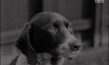 Screenshot aus "Blutwäsche bei einem Hund" (1915?)
