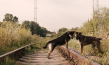 "Space Dogs" (2019); Quelle: RAUMZEITFILM, DFF, © RAUMZEITFILM