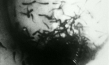 "Fischfang in der Rhön (an der Sinn)" (1932); Quelle: DFF, © Sünke Michel