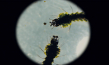 "Das Fieber - Der Kampf gegen Malaria" (2019); Quelle: W-film, DFF, © W-film, pooldoks