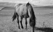 Screenshot aus "Inselsommer" (1937); Quelle: SLUB Dresden, © SLUB Dresden, Filmverband Sachsen (Dresden), Hirsch Film (Dresden)