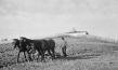 Screenshot aus "Inselsommer" (1937); Quelle: SLUB Dresden, © SLUB Dresden, Filmverband Sachsen (Dresden), Hirsch Film (Dresden)