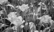 Screenshot aus "Blühende Welt – Stimmungsbilder einer Ausstellung" (1936); Quelle: SLUB Dresden, © SLUB Dresden, Filmverband Sachsen (Dresden), Hirsch Film (Dresden)