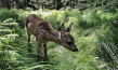 "Heimat Natur" (2020); Quelle: polyband Medien, DFF, © nautilusfilm, polyband Medien GmbH