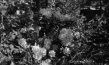 Screenshot aus "Privatfilm Familie Richter: Rolle 6" (1936); Quelle: SLUB Dresden, © SLUB Dresden, Filmverband Sachsen (Dresden), Hirsch Film (Dresden)
