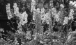 Screenshot aus "Privatfilm Familie Schnabel ca. 1937" (1937?); Quelle: SLUB Dresden, © SLUB Dresden, Filmverband Sachsen (Dresden), Hirsch Film (Dresden)