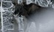 "Der wilde Wald - Natur Natur sein lassen" (2021); Quelle: mindjazz pictures, DFF
