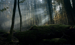 "Der wilde Wald - Natur Natur sein lassen" (2021); Quelle: mindjazz pictures, DFF