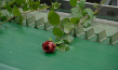 "Une Fleur à la bouche" (2022); Quelle: 72. Internationale Filmfestspiele Berlin (Katalog), © Poulet-Malassis Films, Les films du Worso