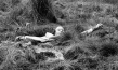 "Nachtschatten" (1972)