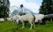 "Schafstage - Im Karwendel mit den Mittenwalder Schäfern" (2023)