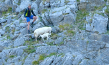 "Schafstage - Im Karwendel mit den Mittenwalder Schäfern" (2023)