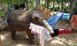 "Chandani und ihr Elefant" (2010)