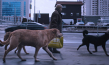 "Dreaming Dogs" (2024)