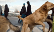 "Dreaming Dogs" (2024)