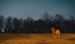 "Dreaming Dogs" (2024)