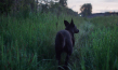 "Dreaming Dogs" (2024)
