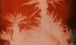 "Die Geburt der Nation" (1973)
