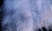 "Der Tag" (2008)