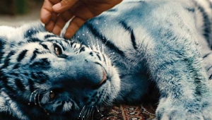 Der blaue Tiger, Quelle: Farbfilm Verleih, DIF, © Farbfilm Verleih