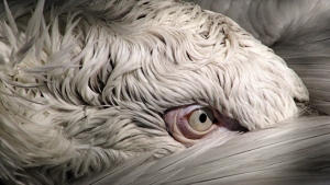 BIRDS, Quelle: 64. Internationale Filmfestspiele Berlin (Katalog)