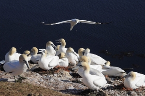 Deutschlands wilde Vögel - Teil 2, © www.deutschlands-wilde-voegel.de