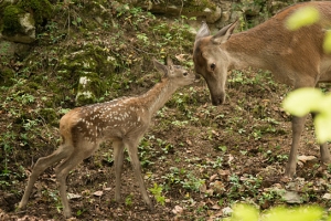 "Unsere Wildnis" © Galatée Films, Foto: Ludovic Sigaud