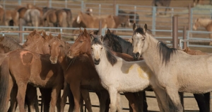 "Magie der Wildpferde", Quelle: Koryphäen Film, DIF, © catamaranfilms