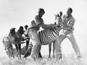 Michael Grzimek, Bernhard Grzimek (vorne, v.l.n.r.) in "Serengeti darf nicht strerben" (1959); Quelle: DFF