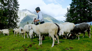 "Schafstage - Im Karwendel mit den Mittenwalder Schäfern" (2023)