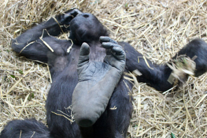 "Der unsichtbare Zoo" (2024)
