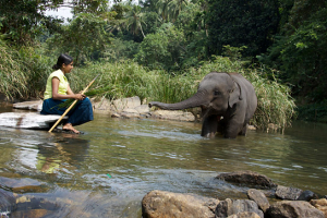 "Chandani und ihr Elefant" (2010)