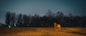 "Dreaming Dogs" (2024)