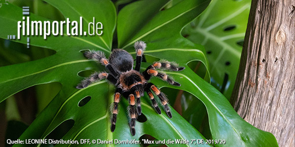 Quelle: LEONINE Distribution, DFF, © Daniel Dornhöfer